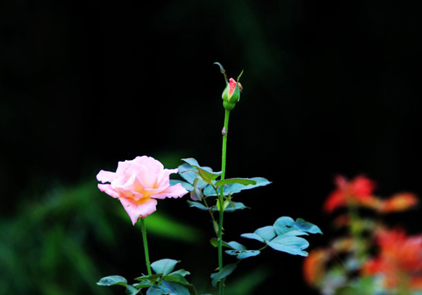月季花一